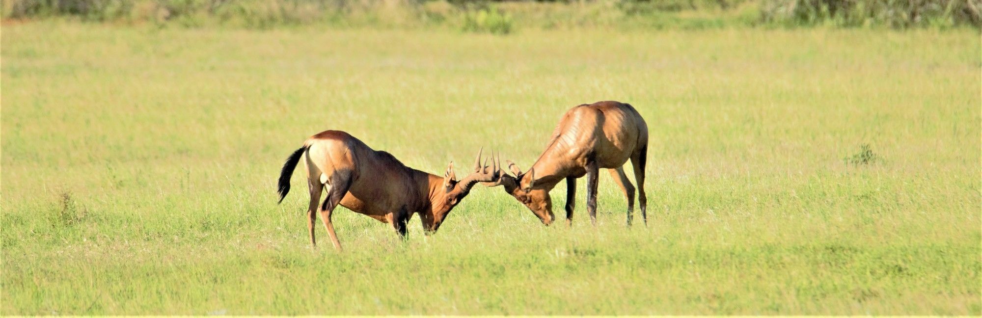 Hitgeheim Country Lodge Addo